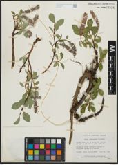 Foto von Salix arctophila Cockerell ex A. Heller